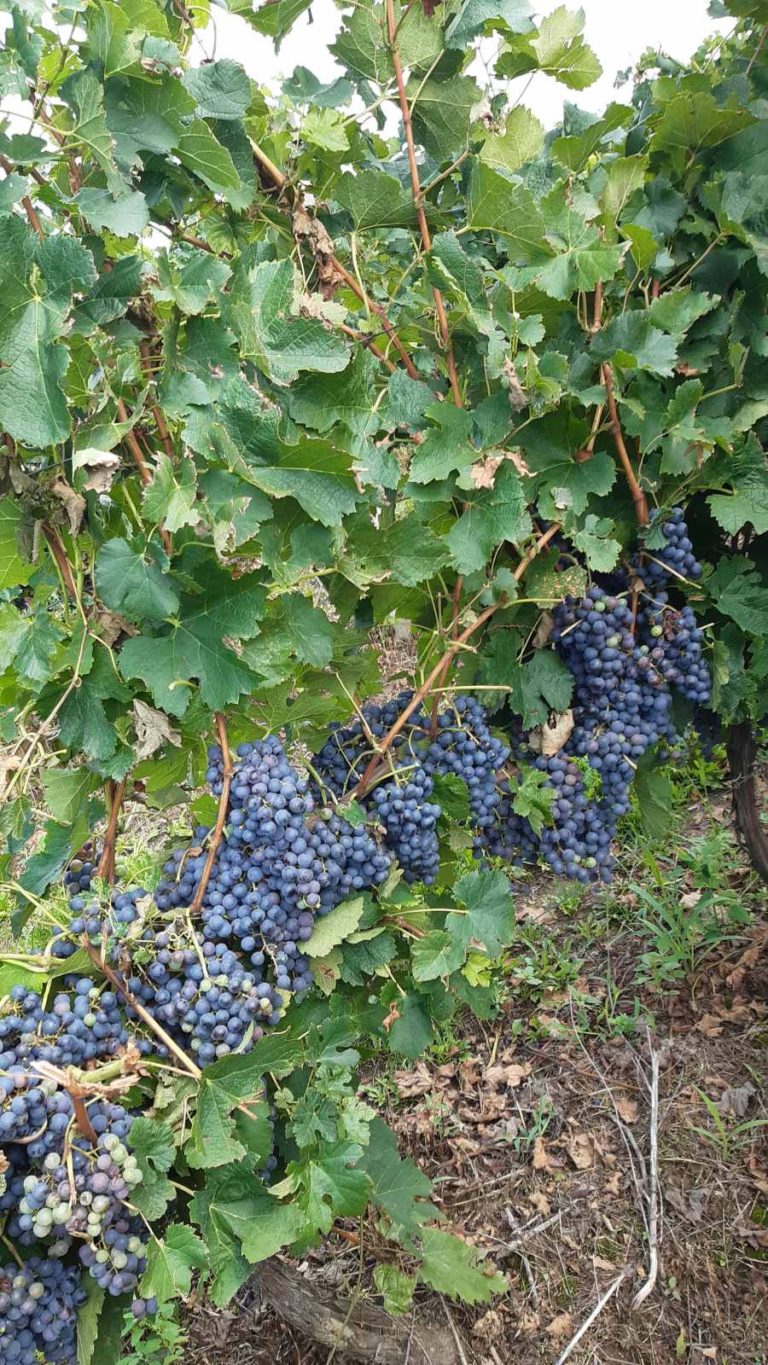 Prodajem crno grožđe MERLOT Prodajem crno grožđe MERLOT