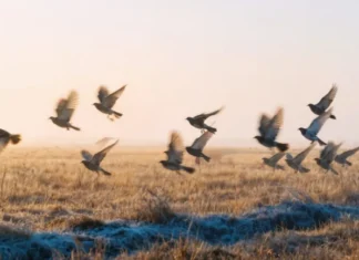 Porast broja slučajeva influence ptica – EFSA preporučuje jačanje nadziranja i biosigurnosti