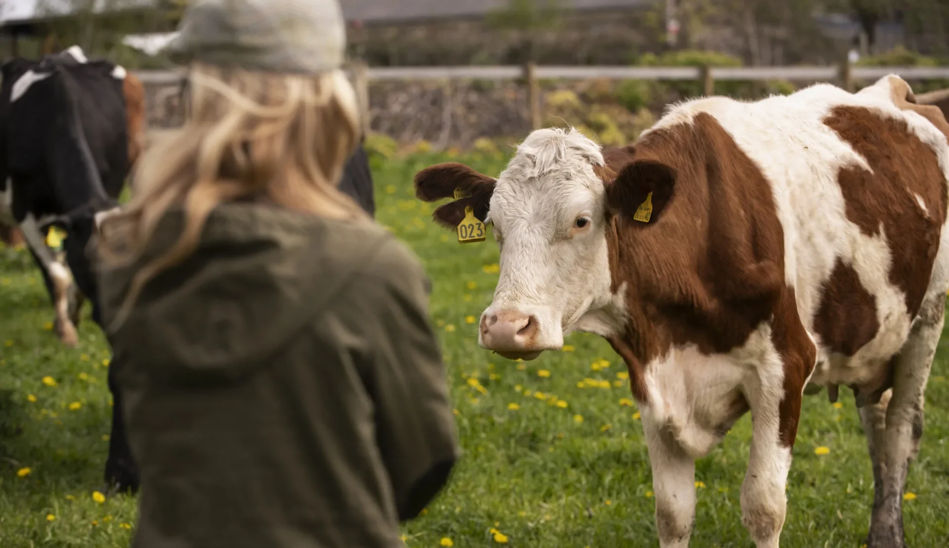 Influenca-ptica_mlijecna-goveda_Naslovna-fotografija-e1767088937594