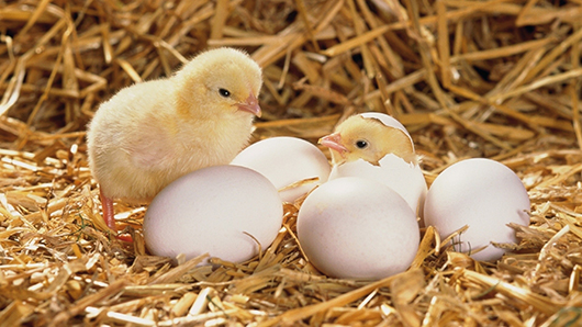 Inkubacija jaja