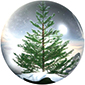 Isplati li se proizvoditi božićna drvca?