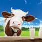 Izravna prodaja mlijeka na farmi
