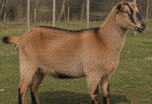 Jarac pasmine francuske alpine