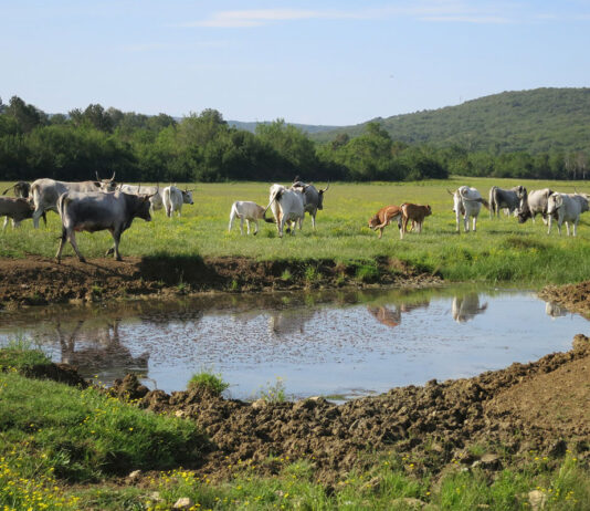 Očuvane močvare ključne za opstanak prirode i ljudi! Očuvane močvare ključne za opstanak prirode i ljudi!