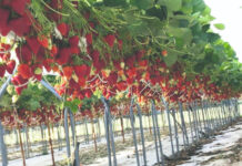 Kara – sorta jagode s visokim proizvodnim potencijalom