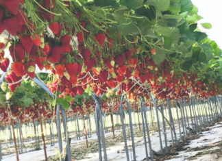 Kara – sorta jagode s visokim proizvodnim potencijalom