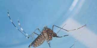 komarci sars-cov covid koronavirus