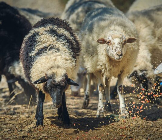Potpore za obnovu narušenog proizvodnog potencijala u sektoru mliječnog govedarstva, ovčarstva i kozarstva obnovu narušenog proizvodnog potencijala