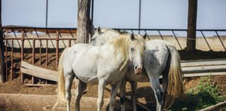 potpore sektoru konjogojstva