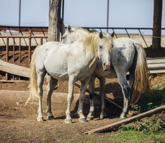 potpore sektoru konjogojstva