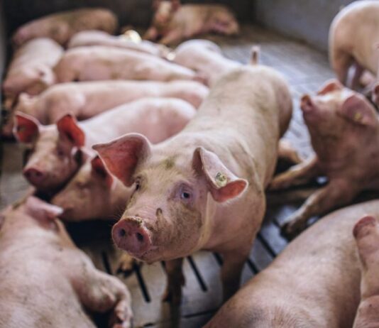 potpore za izostanak prihoda od svinjogojske proizvodnje