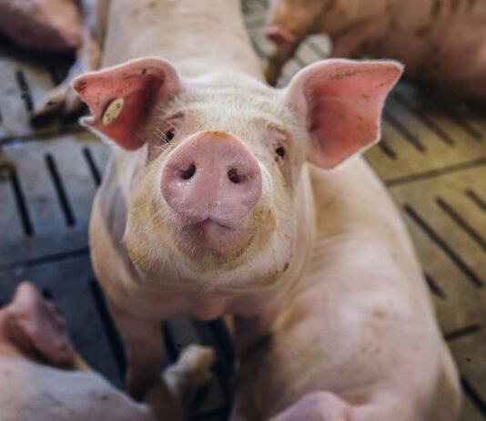 Prijave za potpore za izostanak prihoda od svinjogojske proizvodnje zbog afričke svinjske kuge izostanak prihoda od svinjogojske proizvodnje