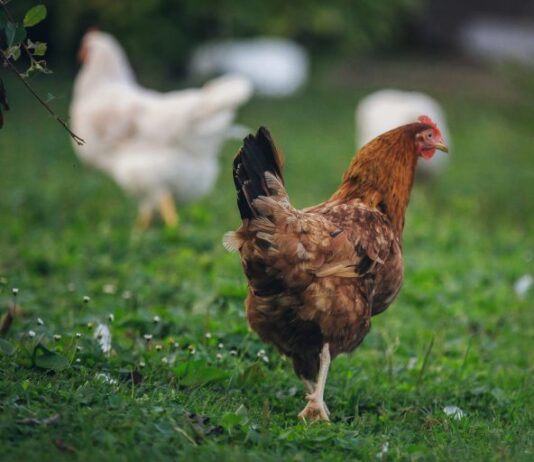 Otvoreno podnošenje zahtjeva za potpore za unaprjeđenje uzgoja izvornih pasmina peradi potpore za unaprjeđenje uzgoja izvornih pasmina peradi