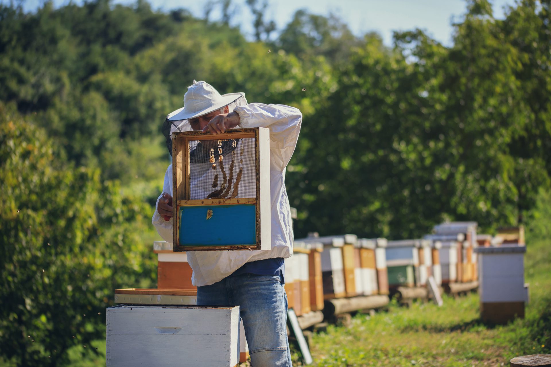 Rok za predaju zahtjeva za pčelare ističe 20. travnja 2021.