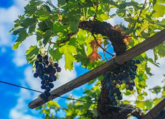 inwine