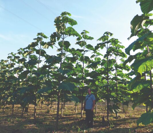 Kako uzgajati drvenaste kulture kratkih ophodnji za proizvodnju biomase? Kako uzgajati drvenaste kulture kratkih ophodnji za proizvodnju biomase?