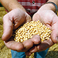Kako koristiti soju na poljoprivrednom gospodarstvu?