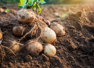 Proizvođačima krumpira dodijeljeni ugovori vrijedni 53 milijuna kuna