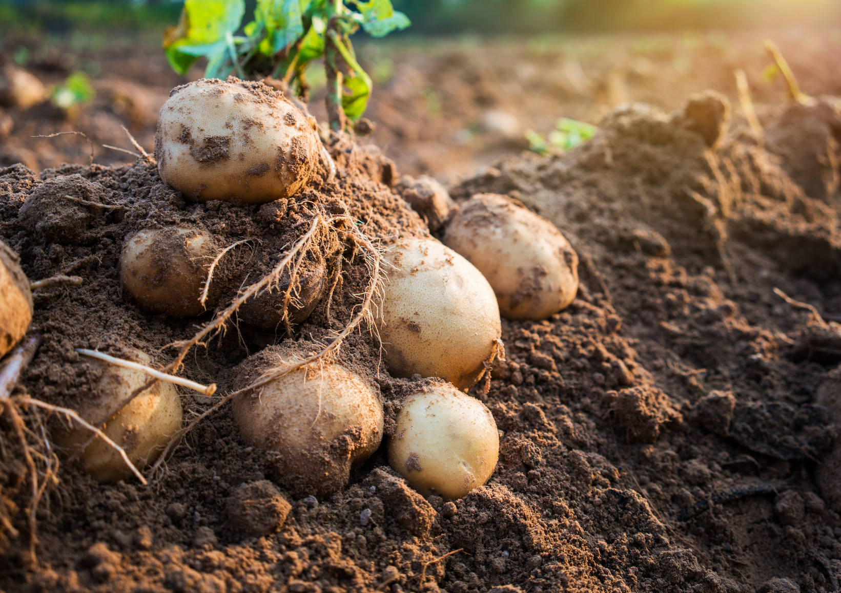 Proizvođačima krumpira dodijeljeni ugovori vrijedni 53 milijuna kuna