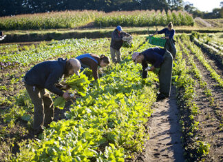 Jesu li dodijeljene kvote za strane radnike u poljoprivredi dovoljne?