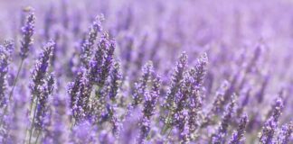 Lavanda