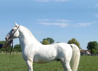 ispit radne sposobnosti pastuha