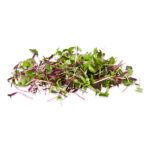 microgreens povrće klice uzgoj klica nabava sjemena klica