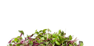 microgreens povrće klice uzgoj klica nabava sjemena klica