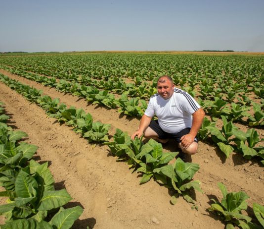 Osnovana nova udruga proizvođača duhana udruga proizvođača duhana