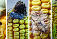 otrovanje hranom kod peradi aflatoksikoza