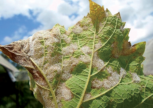 Mikrobiološko suzbijanje plamenjače u vinogradu