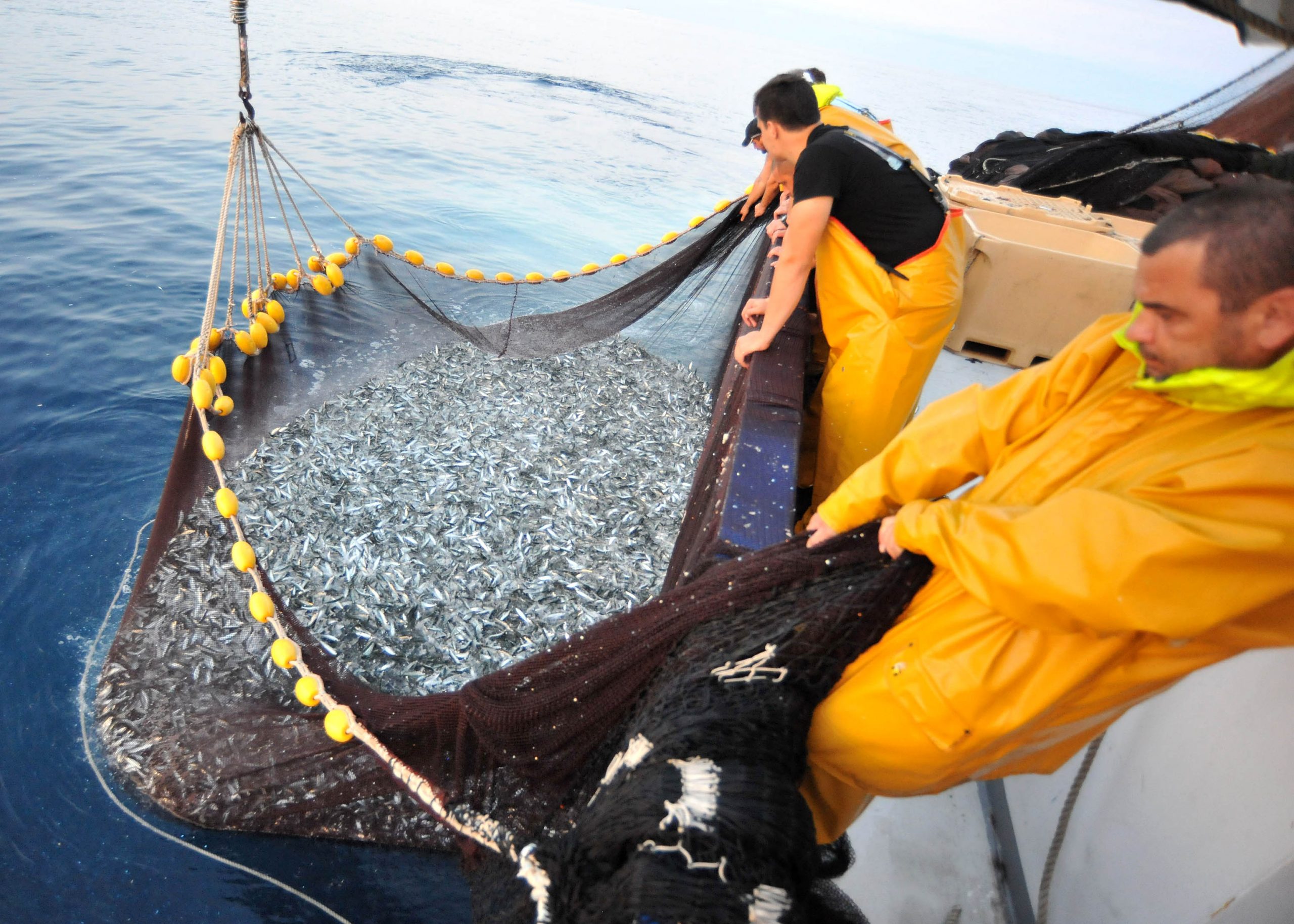 smanjenje prilova u jadranskom ribarstvu