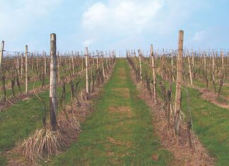 Mogućnosti i ograničenja suzbijanja korova u voćnjacima i vinogradima