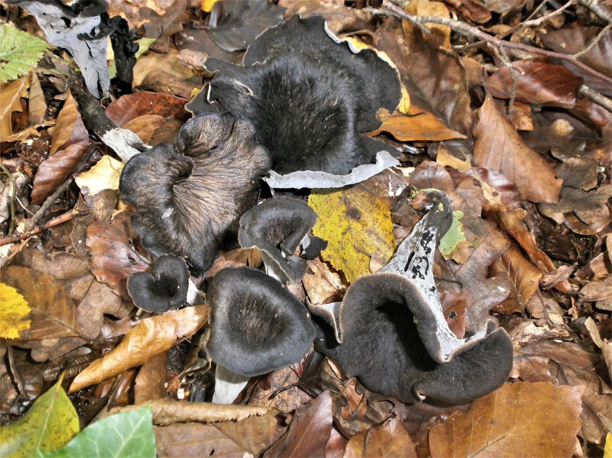 Mrka trubača (Craterellus cornucopioides) u bjelogoričnoj šumi