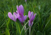 Biljke koje treba izbjegavati u prirodi (3.DIO)– mrazovac, đurđica i naprstak