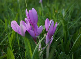 Biljke koje treba izbjegavati u prirodi (3.DIO)– mrazovac, đurđica i naprstak