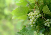 Mikoriza: jeftino biološko rješenje za vinograde pod klimatskim stresom