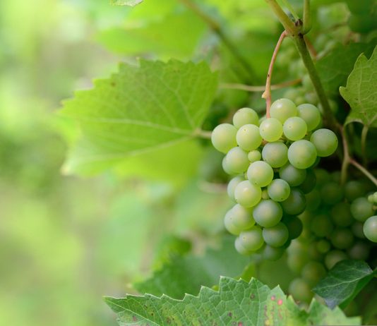 Mikoriza: jeftino biološko rješenje za vinograde pod klimatskim stresom
