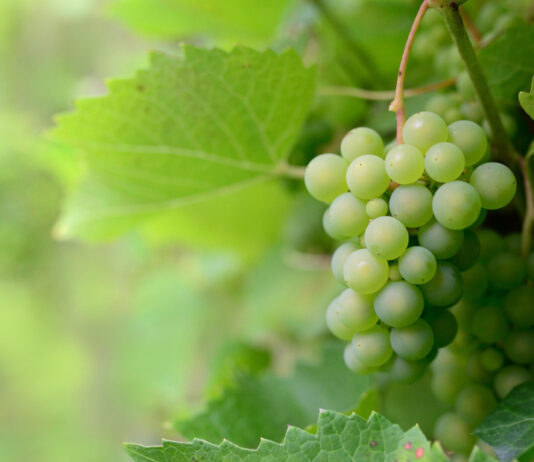 Mikoriza: jeftino biološko rješenje za vinograde pod klimatskim stresom