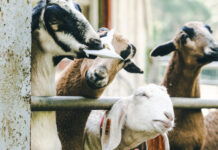 Zašto janjad pada s nogu? Mikrominerali za ovce i koze koje ne smijete zanemariti