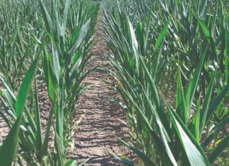 zaostajanje kukuruza u rastu i razvoju