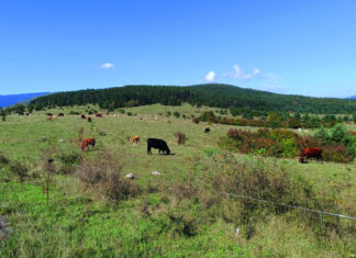 udbina veterinarska ambulanta