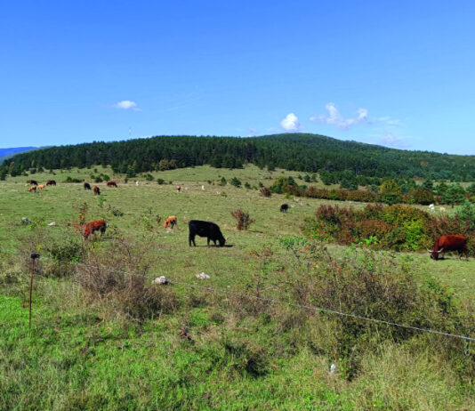 udbina veterinarska ambulanta