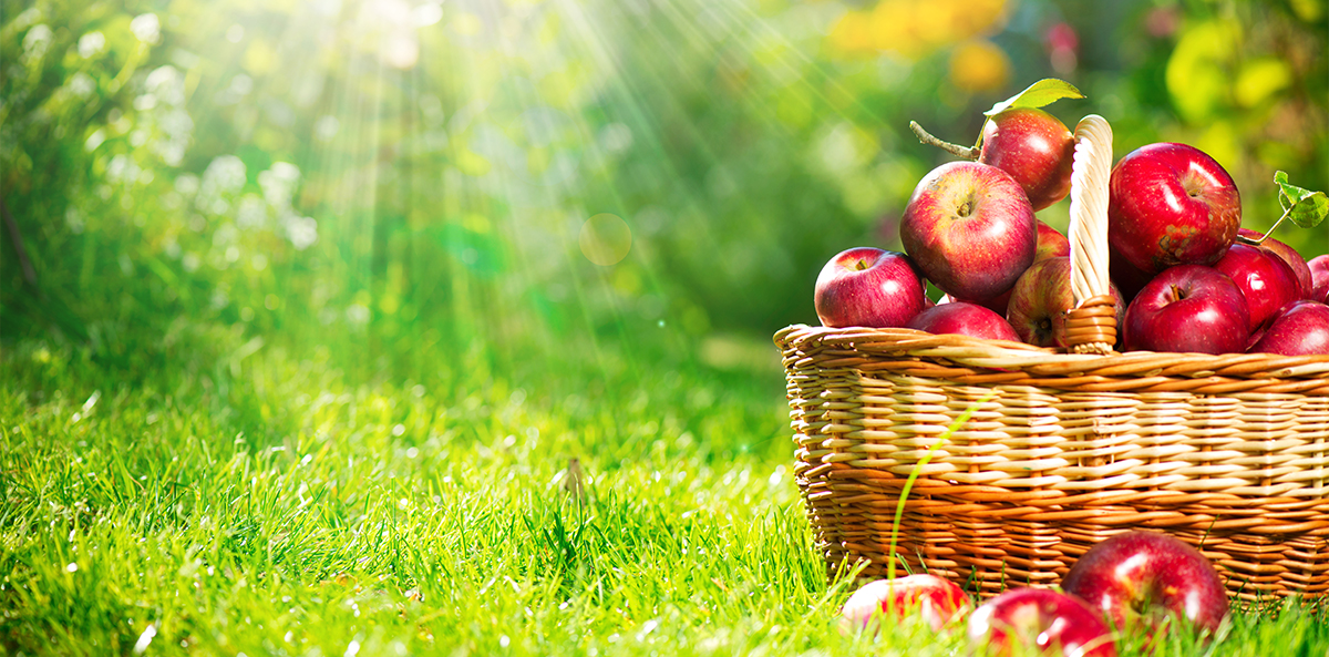 Uvođenje sortimenta i analiza plodova jabuka uz evaluaciju za hrvatsko tržište- USPJEH