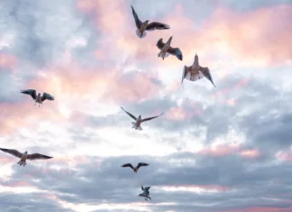 U Europi zabilježen trend smanjenja detekcije virusa influence ptica