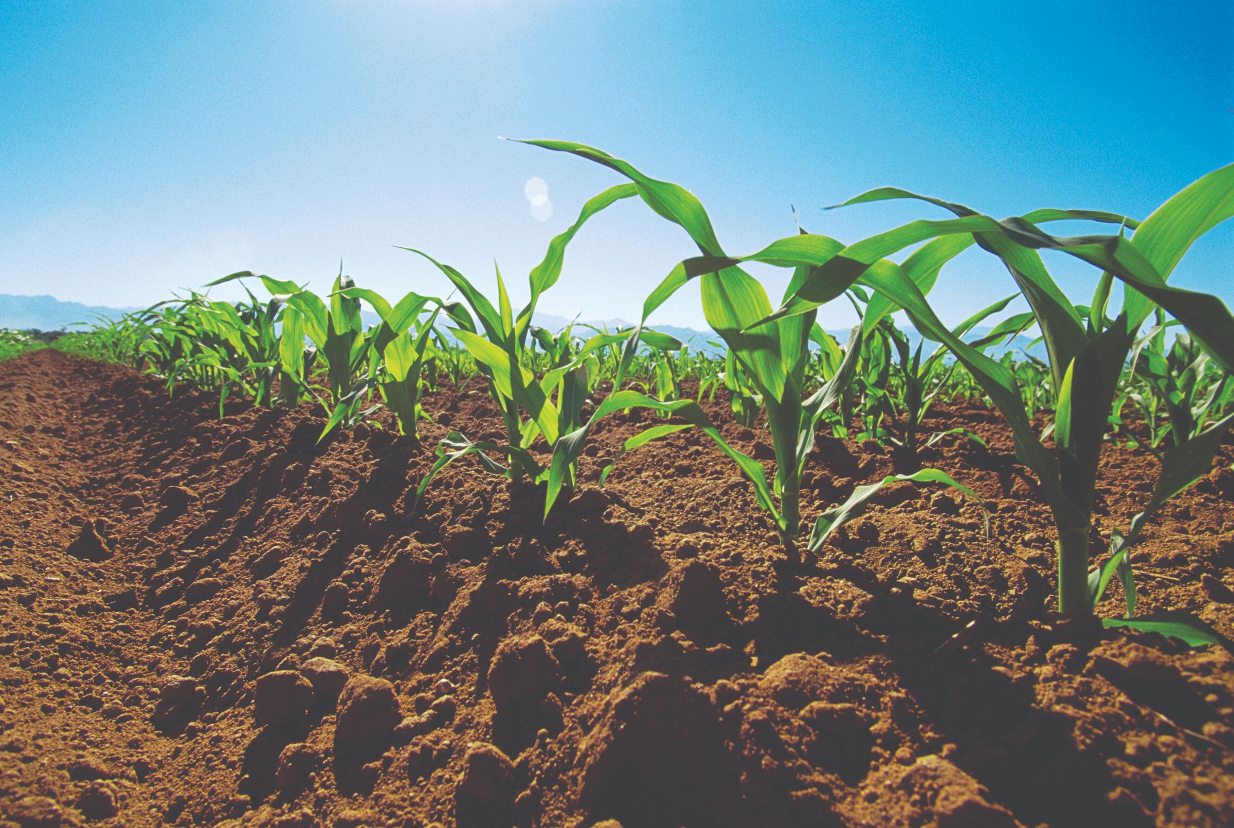 Современная урожайность. Окучивание кукурузы. Почвы и урожай. Сельскохозяйственные растения. Почва в сельском хозяйстве.