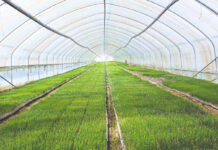 Koliko vode treba luk i češnjak zimi u negrijanim plastenicima?