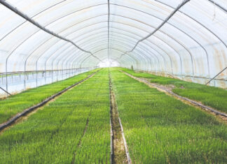 Koliko vode treba luk i češnjak zimi u negrijanim plastenicima?