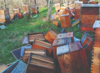 Pčele i potresi