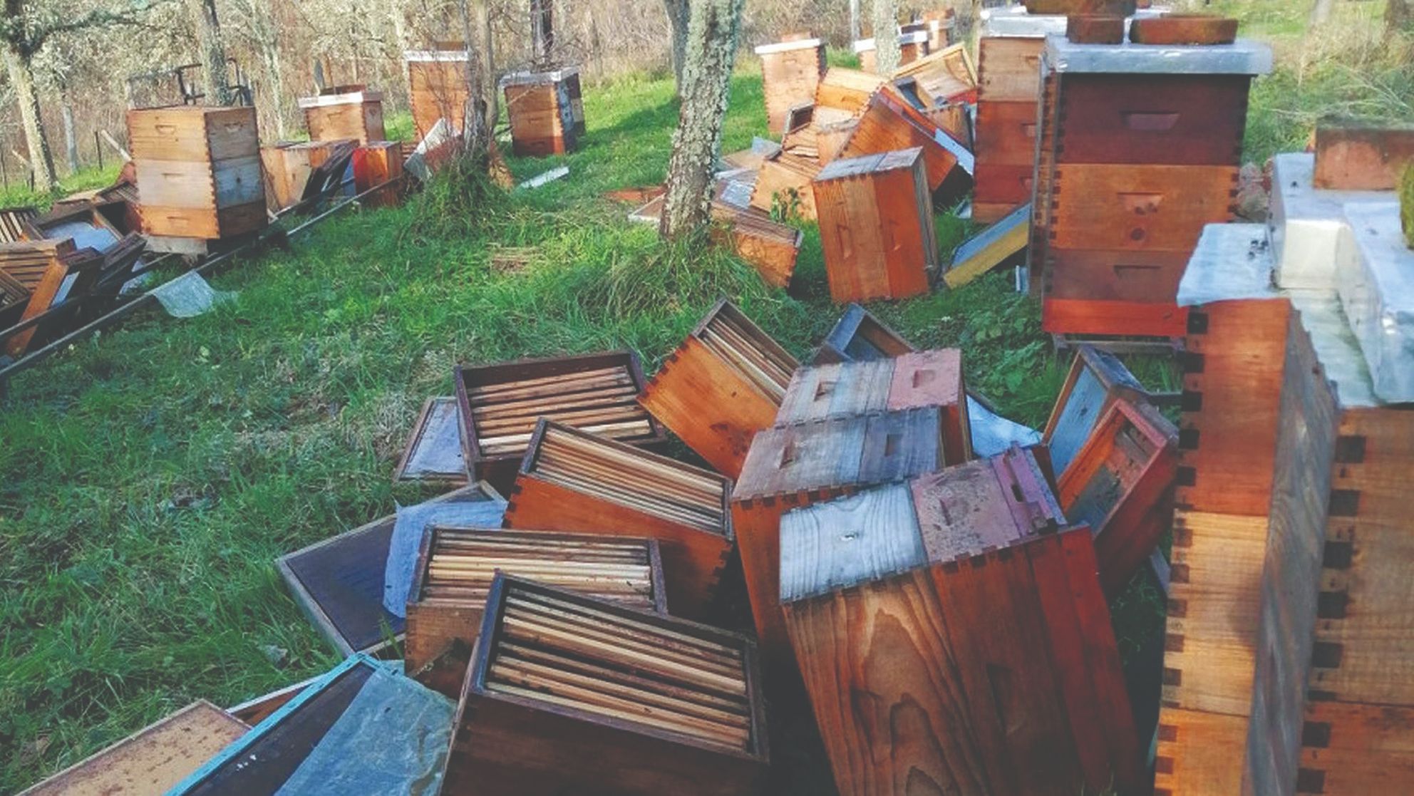 Pčele i potresi
